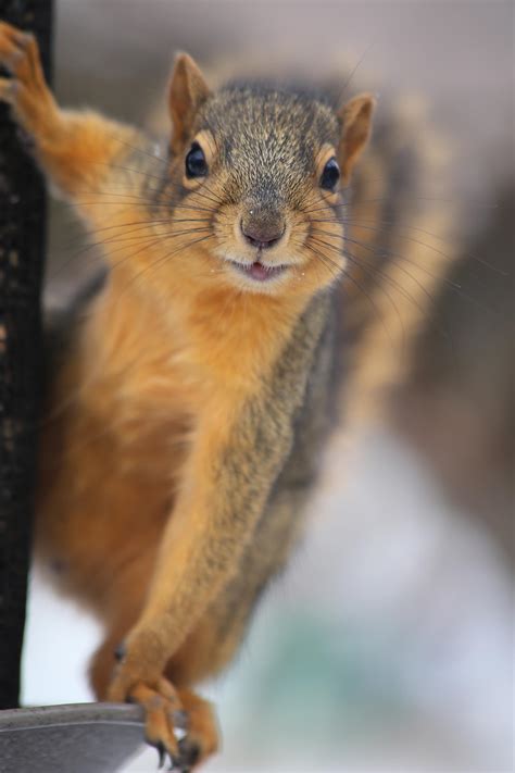 About Squirrels: What's To Know? - Remove Squirrels