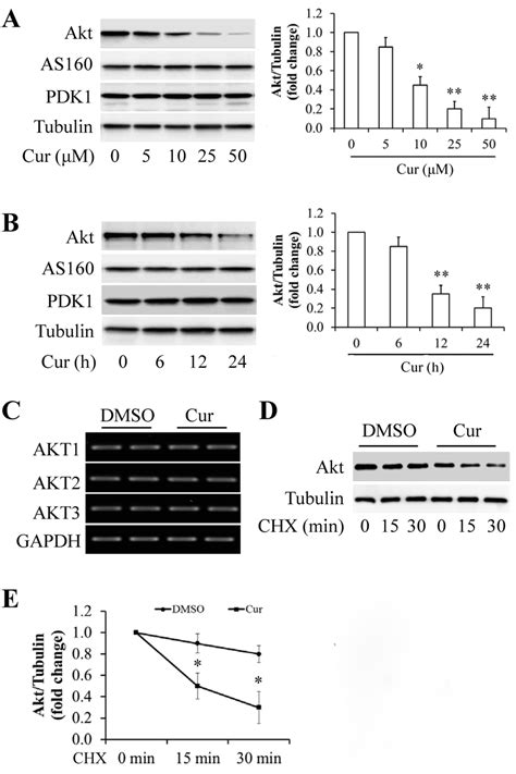 Effect Of Curcumin On Akt Expression In Mda Mb 231 Cells A And B