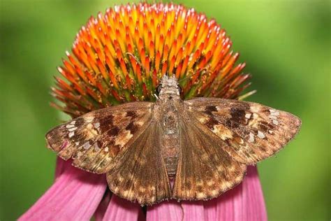 15 Types Of Butterflies In North Carolina Pictures Wildlife Informer