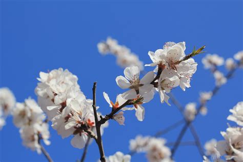 图片素材 科 厂 水果 花瓣 餐饮 弹簧 生产 植物群 樱花 宏观摄影 桃花 开花植物 陆地植物 桃堤 天津