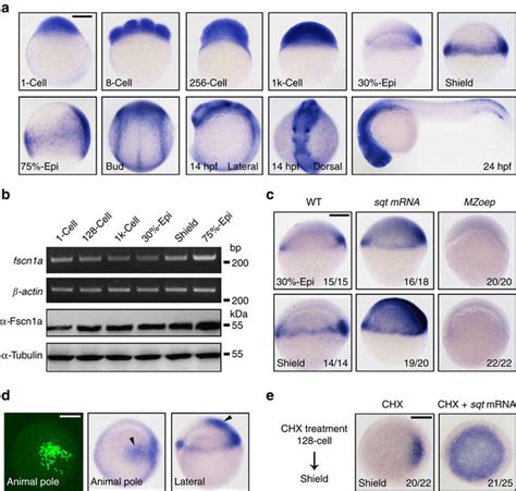 Zebrafish Fscn1a Is A Direct Tgf βnodal Target Gene A The