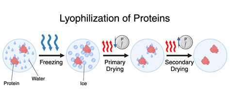 Lyophilization Of Proteins Biorender Science Templates