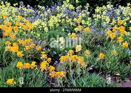 Siberian Wallflower Erysimum Marshallii Stock Photo Alamy