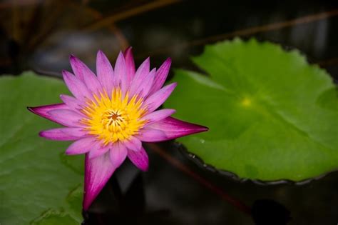 Flores De L Tus Rosa Nen Fares Na Superf Cie Da Gua Nymphaea Gotas