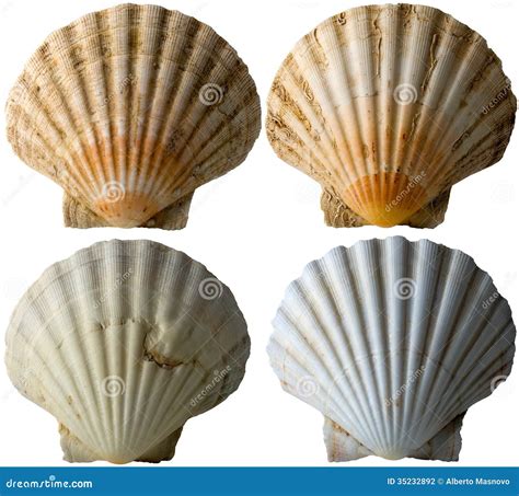 Four Scallop Shells See Pectinidae Stock Photo Image Of Mollusk