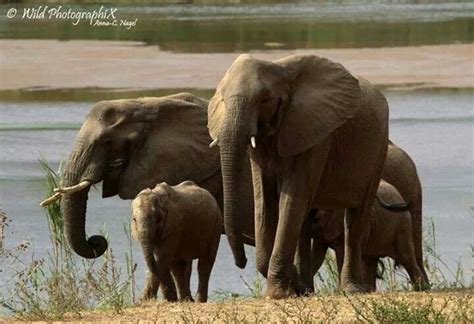 Family of elephants http://Amaraelephantblog.com | Elephant world ...