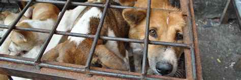 Autobahn zur Hölle VIER PFOTEN in der Schweiz Stiftung für Tierschutz