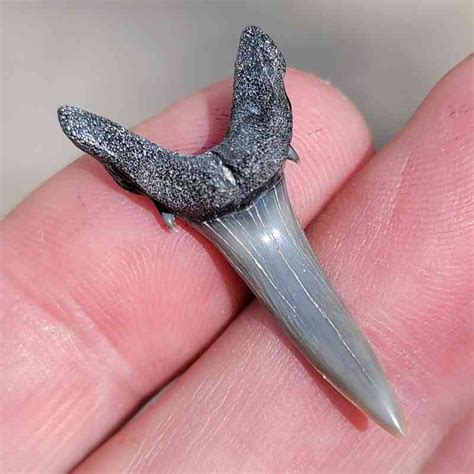 Intuitively Selected Fossil Sand Tiger Tooth Jts Shark Teeth