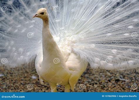 Cristatus Blanco Del Pavo Del Pavo Real Con La Cola Abierta Foto De