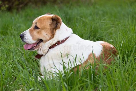 Big Dog Alabai Central Asian Shepherd Dog Sitting in the Park Stock ...