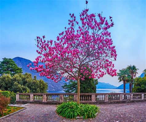 The Purple Magnolia Tree In Blossom Costagnola Lugano Switzerland