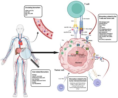 Ijms Free Full Text Predictive Biomarkers For Immune Checkpoint