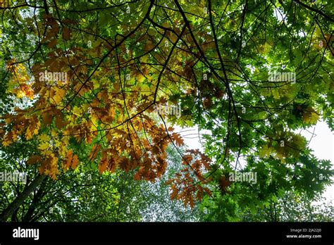 Oak Foliage Turning Yellow In Autumn During Leaf Fall Oak Tree With