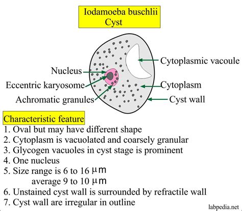 Parasitology Common Parasites Parasites Pictures