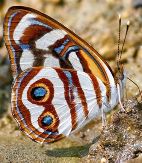 Dynamine Dyonis (Blue-eyed Sailor) | Beautiful butterflies, Butterfly ...