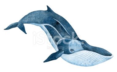 Fin Whale Stock Vector | Royalty-Free | FreeImages