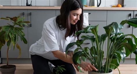 Qué plantas no se pueden tener dentro de la casa Evita riesgos