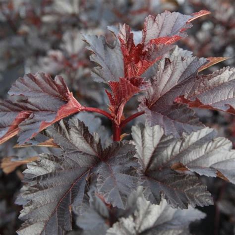 Physocarpus Opulifolius Midnight Buy Plants At Coolplants