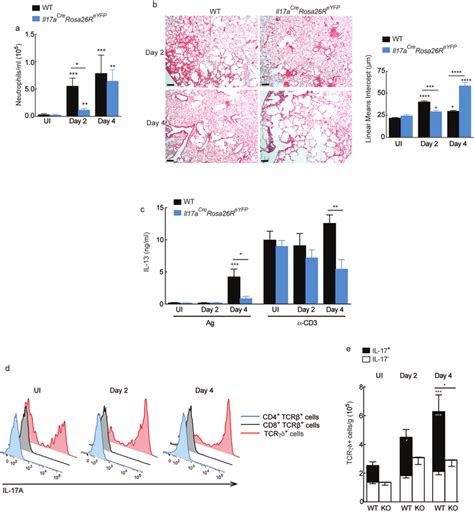 Il 17a Production By γδ T Cells Contributes To N Brasiliensis Mediated