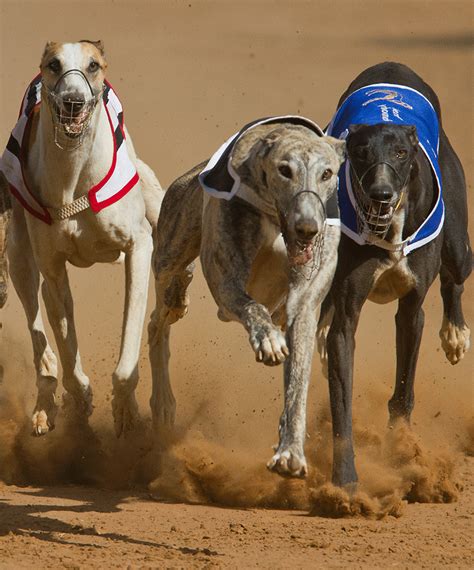 Greyhound-Racing-About | Greyhound Racing Times