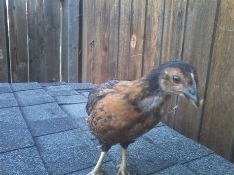Herriot A Black Sex Link Chick 7 5 Weeks Old BackYard Chickens Learn How To Raise Chickens