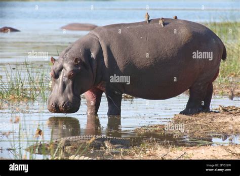 Flu Pferd Und Rotschnabel Madenhacker Hippopotamus And Red Billed