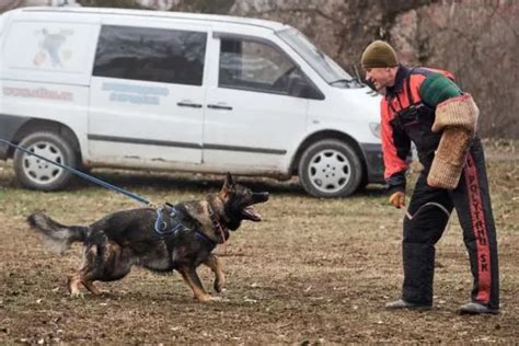 How Hard Does A German Shepherd Bite Gauging GSD Bite Force