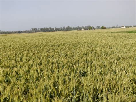 Wheat MSP For 2024 25 Rabi Marketing Season Hiked By Rs 150 Per Quintal