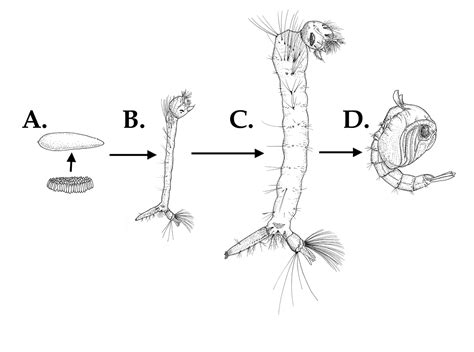 The Southern House Mosquito and Related Species: Biology and Control ...