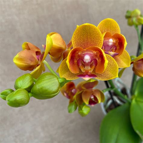 Phalaenopsis Lioulin Orange D12 Flori Pelorice Si Parfumate