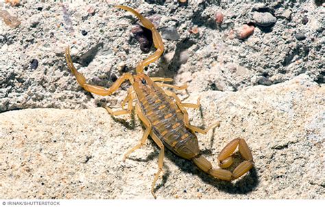 Scorpion Sting Disease Reference Guide