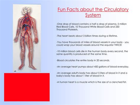 Circulatory System Fun Facts