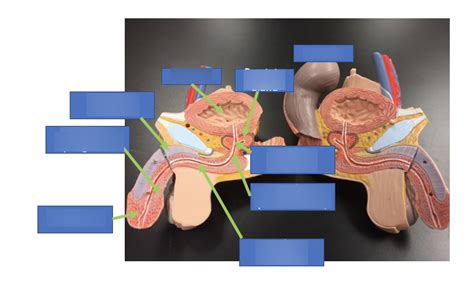 Male Repro Internal View Diagram Quizlet