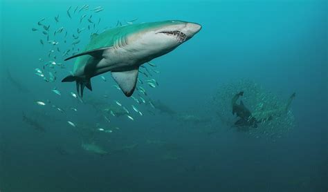 Gallery Protecting The Grey Nurse Shark Australian Geographic