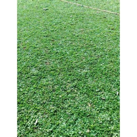 Jual Rumput Gajah Mini Per Meter Shopee Indonesia