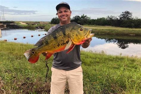 5 Best Topwater Lures For Florida Peacock Bass Catch Florida Peacock Bass