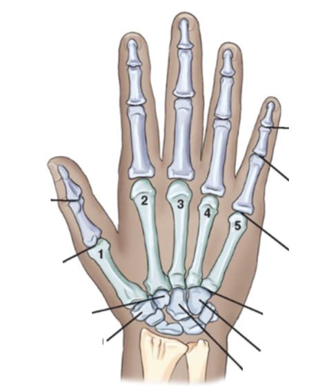 Anatomy of Fingers, Hand, and Wrist Diagram | Quizlet