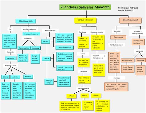 Mapa Conceptual Glandulas Salivales Mayores Luis Nombre Luis