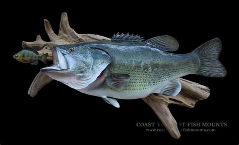 Largemouth Bass Fish Mount And Fish Replicas Coast To Coast