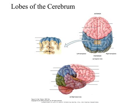 Lobes of the Cerebrum Diagram | Quizlet