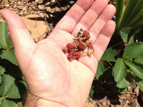 Free Images Hand Tree Leaf Flower Finger Food Produce Soil