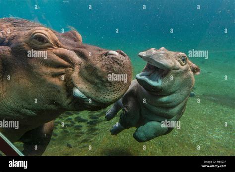 East African River Hippopotamus Hippopotamus Amphibius Kiboko Calf