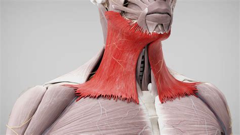 Platysma Doccheck