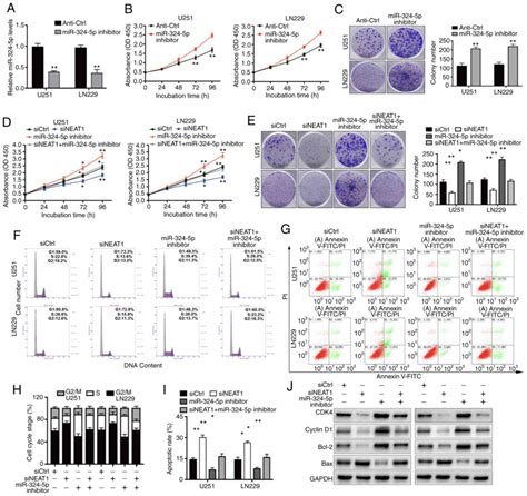 Long Noncoding Rna Neat Regulates Glioma Cell Proliferation And