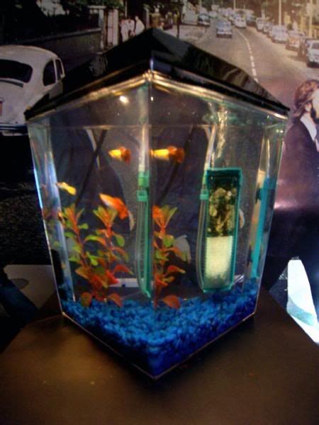 17 Best Images About Fish Tanks On Pinterest Fish Aquariums Best