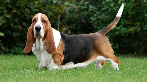 Basset Hound Caractéristiques Caractère Santé Alimentation Et Prix