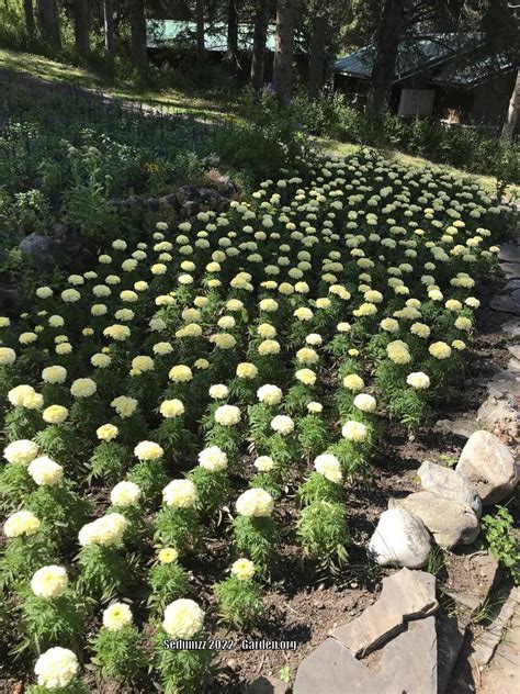 Photo Of The Entire Plant Of African Marigold Tagetes Erecta Inca Primrose Posted By Sedumzz