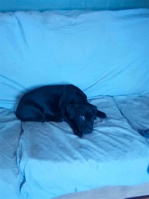 Black lab mix | Dogs & Puppies for Rehoming | Chatham-Kent | Kijiji