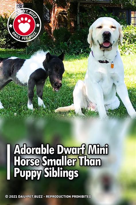 Adorable Dwarf Mini Horse Smaller Than Puppy Siblings - Pet Buzz