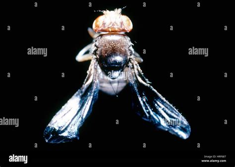 Drosophila Melanogaster Mutant Stockfotos Und Bilder Kaufen Alamy